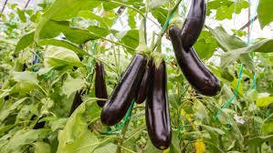 Eggplant photo