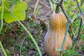 Butternut crop