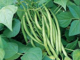 French beans crop