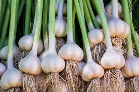 Garlic crop image