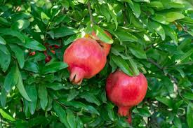 Pomegranate crop