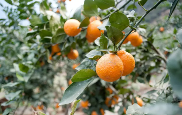 Most profitable fruit trees to grow in Kenya